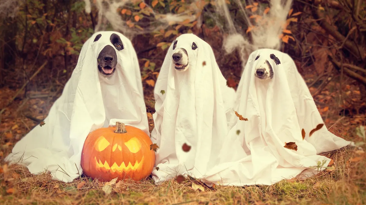 6 Ideas for an amazing Halloween photoshoot preview image